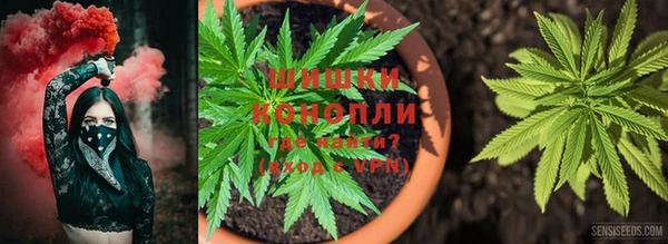 ПСИЛОЦИБИНОВЫЕ ГРИБЫ Алзамай